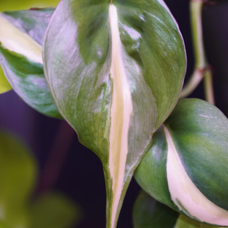 Philodendron Cream Splash