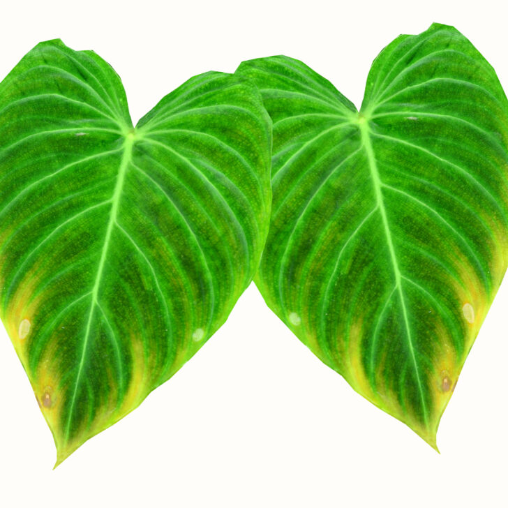 Philodendron Splendid