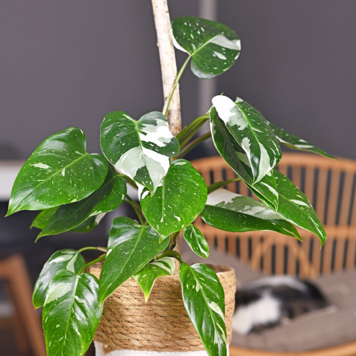 White Princess Philodendron