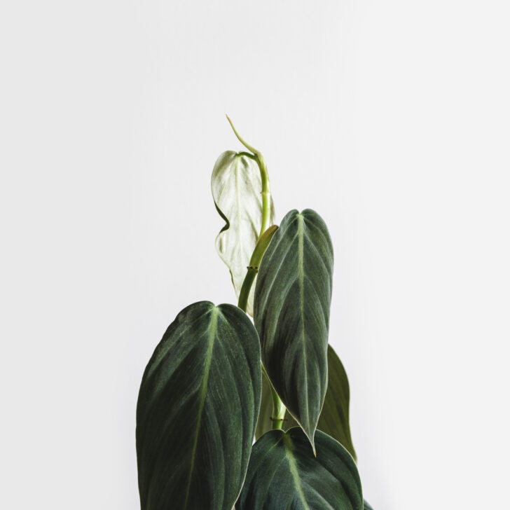 Philodendron Gigas