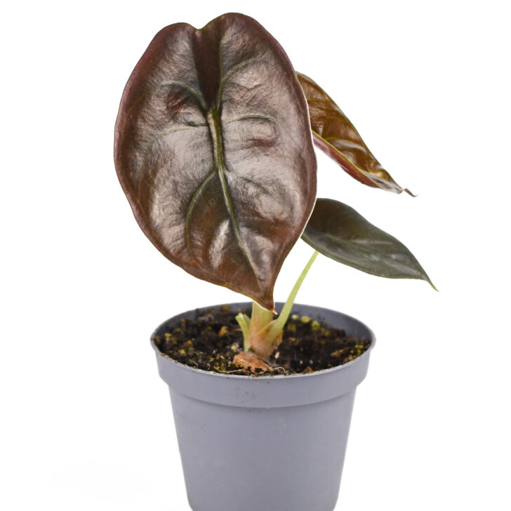 Alocasia Azlanii