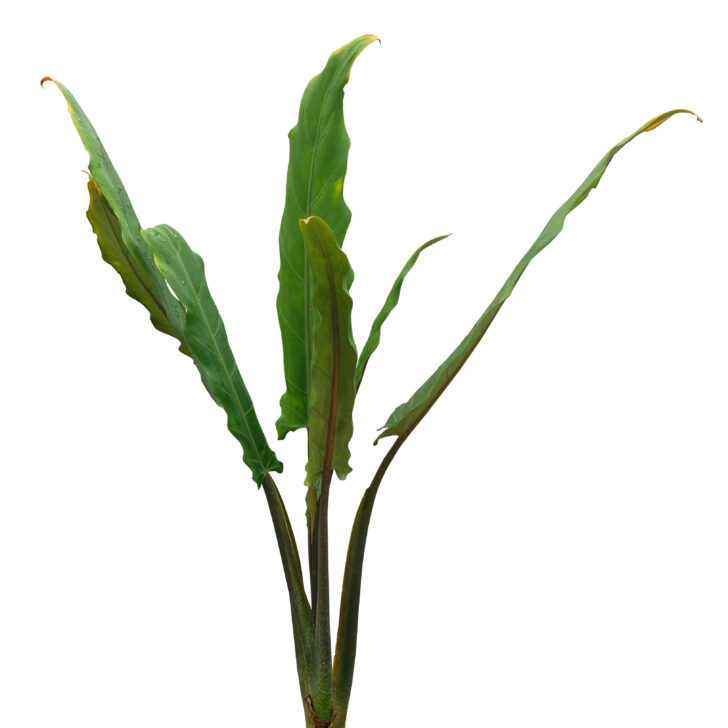 Alocasia Lauterbachiana