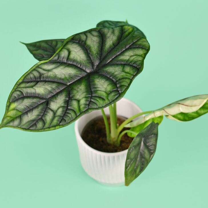 Alocasia Dragon Scale