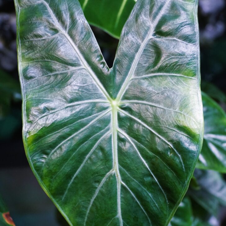 Alocasia Ivory Coast