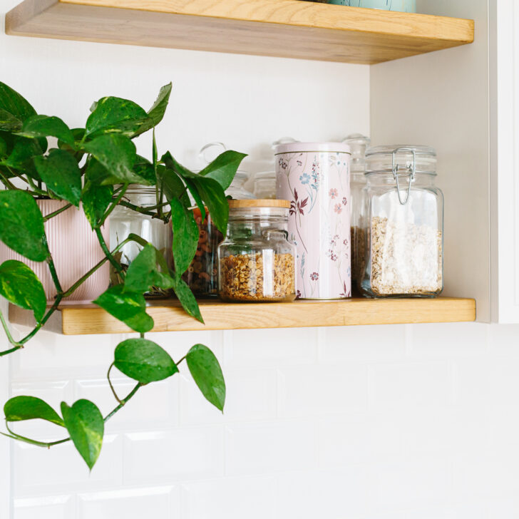 Pothos Care and Troubleshooting