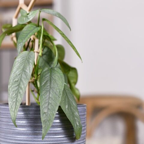 Cebu Blue Pothos