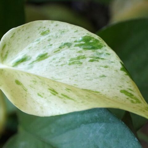 Snow Queen Pothos