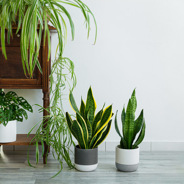 Houseplant Resilience: A Guide to the 10 Hardest Houseplants to Kill