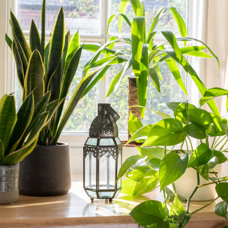 Green Living: These are the 7 Essential Houseplants for Everyone