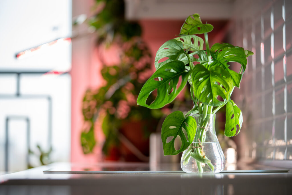philodendron atabapoense vs billietiae Billietiae Philodendron