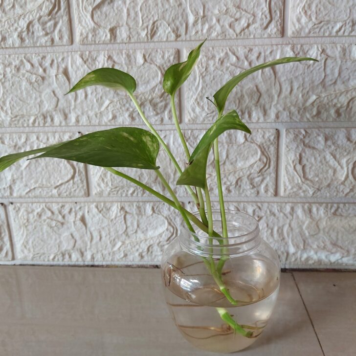 Hydro Harmony: 5 Houseplants You Can Grow Using Just Water